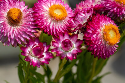 La Pianta che Non Muore Mai: Scopri l’Helichrysum e i Suoi Mille Usi - i Giardini di Giulia