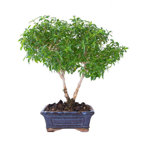 Bonsai di Serissa foetida con foglie minute e piccoli fiori bianchi in vaso basso
