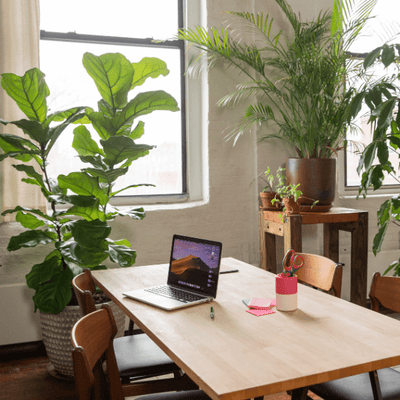 Piante da interno in vaso in un ambiente di lavoro luminoso