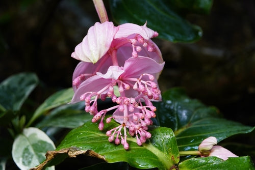 Grappolo pendente di fiori rosa intenso della Medinilla magnifica, pianta tropicale da interno