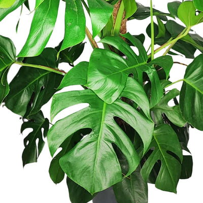 Monstera in vaso con foglie bucate, sostenuta da un tutore in muschio
