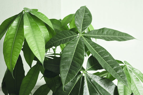 Pianta Pachira aquatica da interno, foglie verdi lucide.