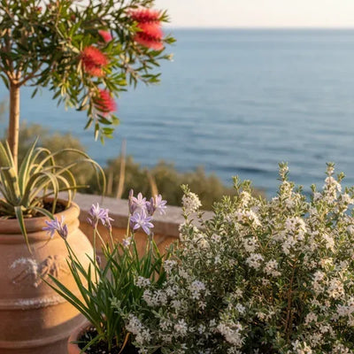Composizione di piante resistenti salsedine in vaso su un terrazzo fronte mare