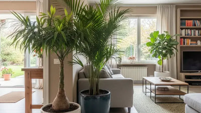 Ingresso e soggiorno con Beaucarnea, Kentia e Ficus lyrata in vasi di ceramica