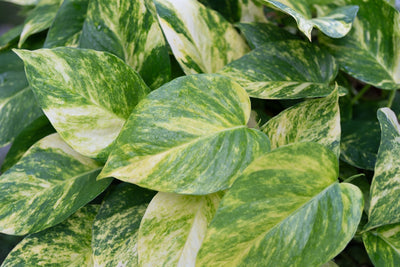 Primo piano di foglie di pothos aurea grandi e lucide, con variegature verdi e giallo crema marmorizzate