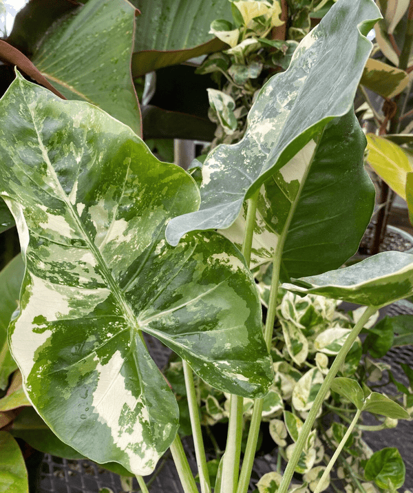 Alocasia Macrorrhiza Camouflage con grandi foglie screziate di verde e crema