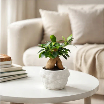 Bonsai Ginseng wedding su tavolo bianco elegante