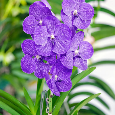 Orchidea Vanda con grandi fiori colorati, orchidea epifita esotica delle regioni tropicali
