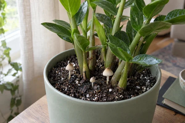 Zamioculcas in vaso verde con piccoli funghi chiari cresciuti nel terriccio, su un tavolo vicino alla finestra.