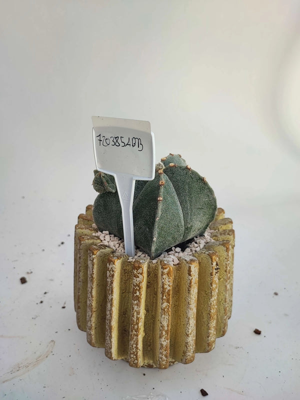 ASTROPHYTUM MYRIOSTIGMA