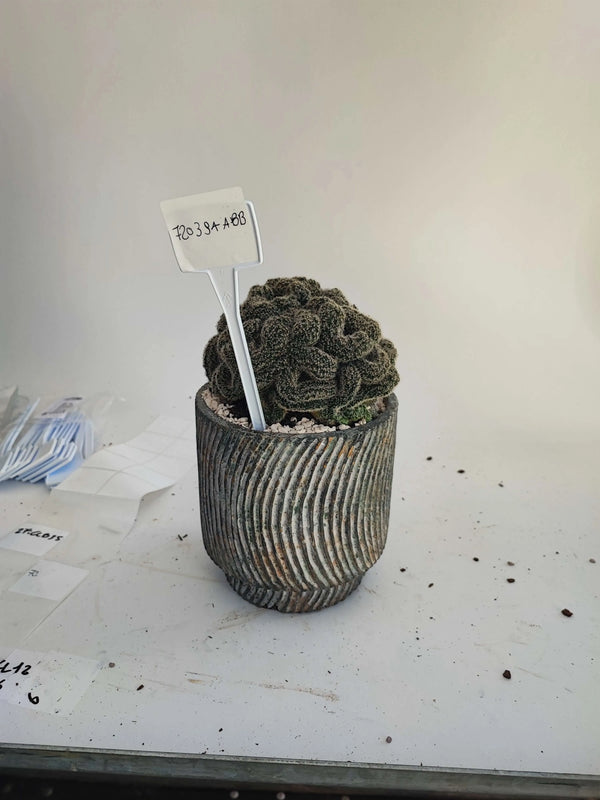ECHINOPSIS DENSISPINA