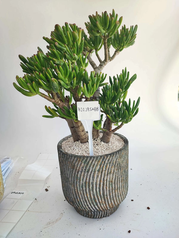 CRASSULA