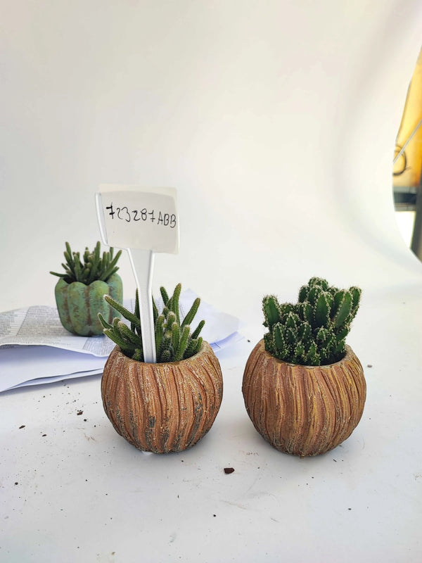 PLANTES SUCCULENTES VS 5.5 ABB
