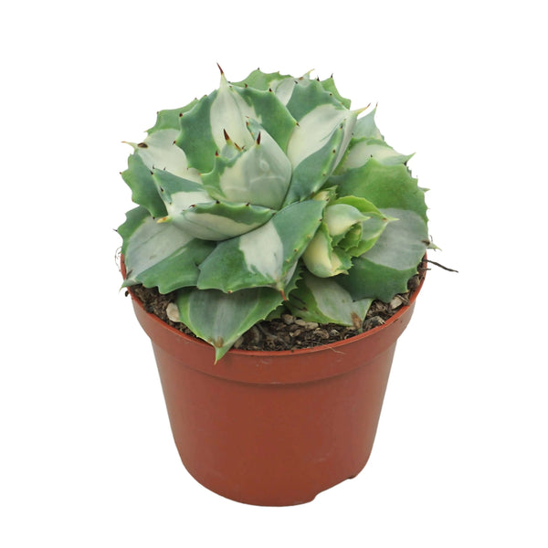 Agave Potatorum Variegata