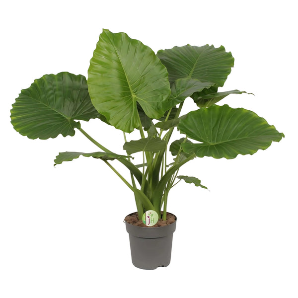 Alocasia Gageana California plant height 85 cm pot diameter 24 cm OUT OF STOCK