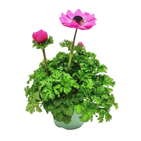 Lot de 3 plantes Anemone coronaria, diamètre 14 cm, hauteur 30 cm