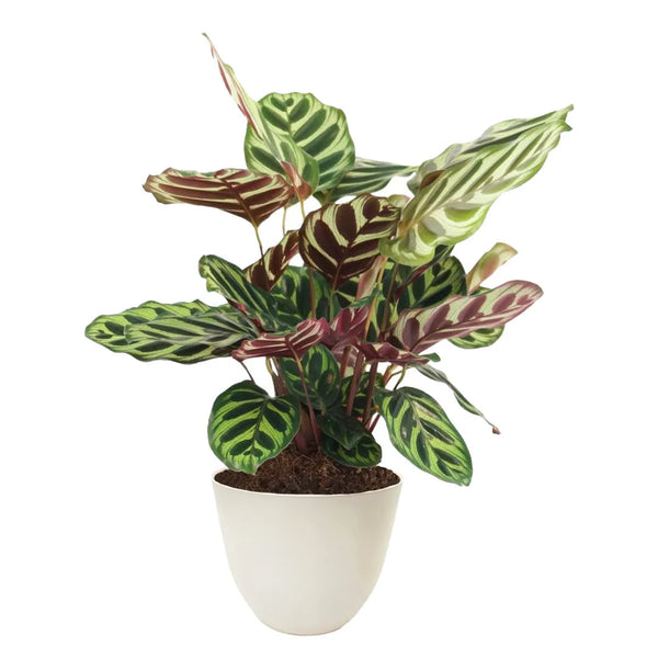Calathea Makoyana hauteur D.13 cm