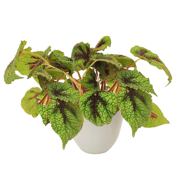 Begonia masoniana Iron Cross H. 28 cm
