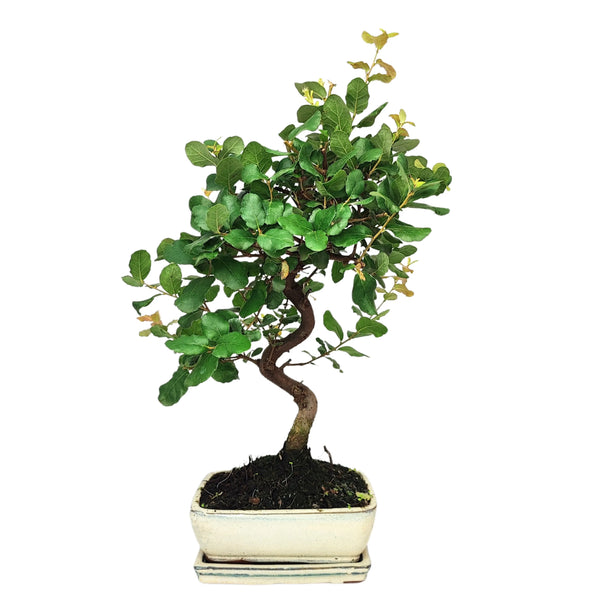 Bonsaï Quercus suber de 7 ans - Collection Premium