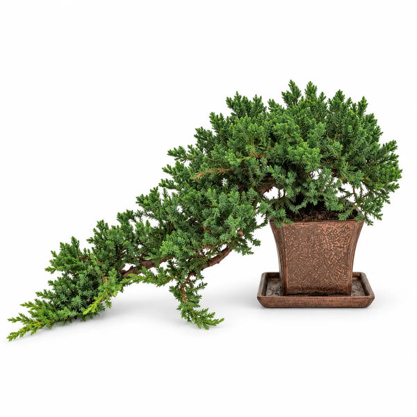 Bonsái Juniperus Procumbens de 14 años - Colección Premium