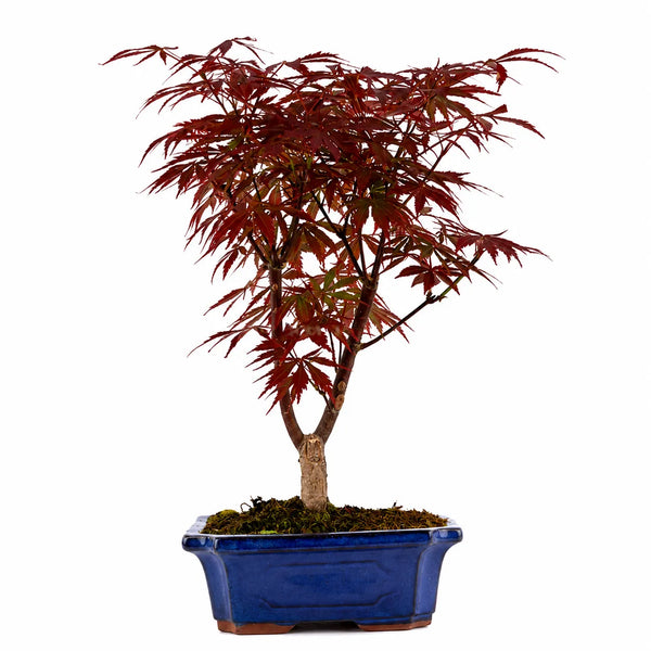 Bonsai 9 Anni Acer Palmatum Atropurpureum (Acero) - Collezione Premium
