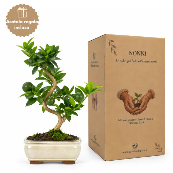Bonsaï de 7 ans Citrus myrtifolia (chinotto) – Collection Premium