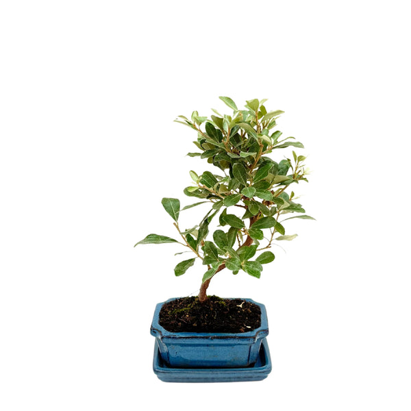 Bonsaï Elaeagnus 7 ans - Collection Premium