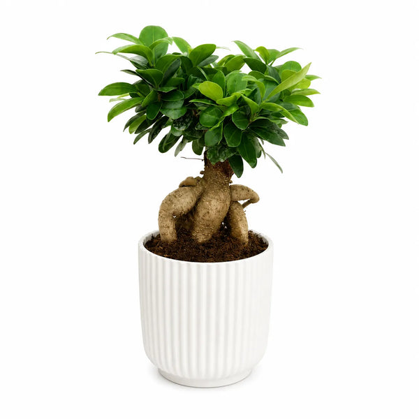 Bonsai ficus ginseng in vaso Pitti D.14 H.35 cm