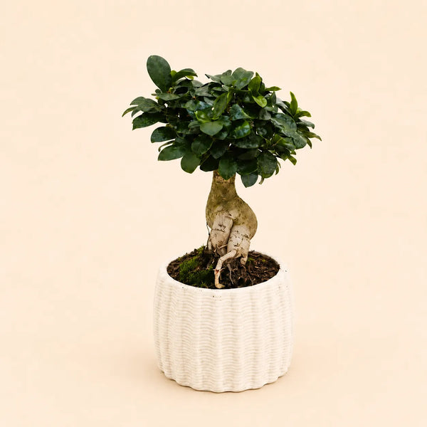 Bonsaï ficus ginseng en pot en céramique artisanale Dioniso D.13
