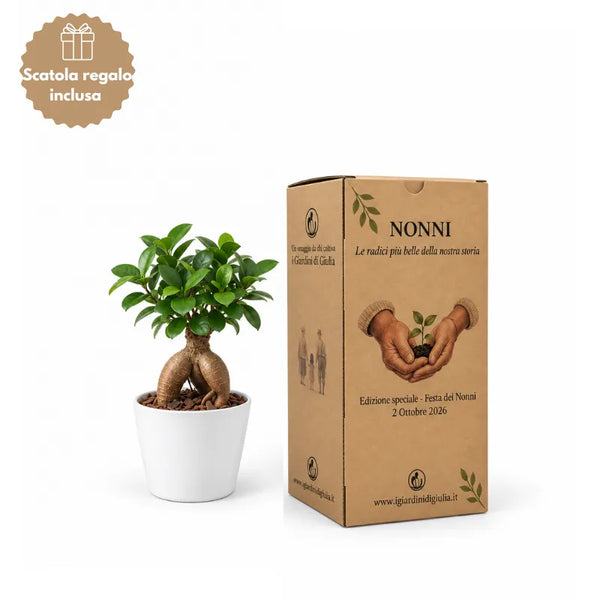 Bonsai Mini Ficus Ginseng in Vaso di Ceramica edizione festa dei nonni