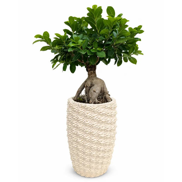 Bonsái de ficus ginseng en maceta artesanal Fira de arcilla