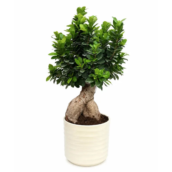 Bonsai ficus ginseng in vaso Cindy D.23 H.73 cm