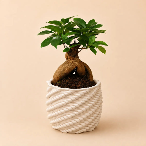 Bonsai ficus ginseng in vaso Carina D.10 in argilla