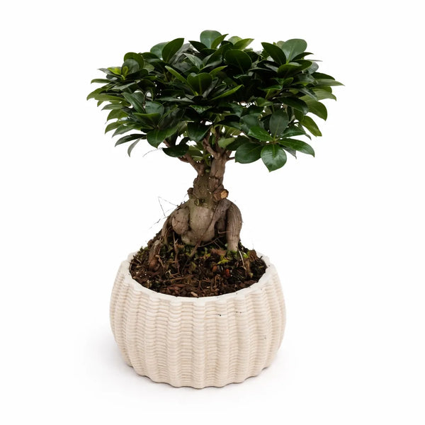 Bonsaï ficus ginseng en pot en céramique artisanale Dioniso Bas D.16 cm