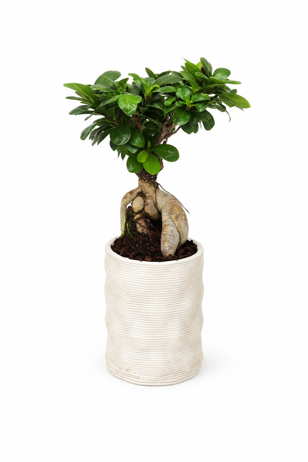 Bonsaï ficus ginseng dans un pot artisanal Andromède en argile