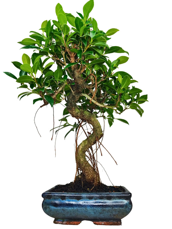 Bonsaï Ficus retusa en forme de S - Hauteur de la plante : 40 cm