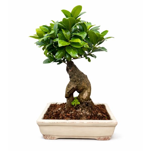 Bonsai Ginseng in Vaso Ceramica Amir
