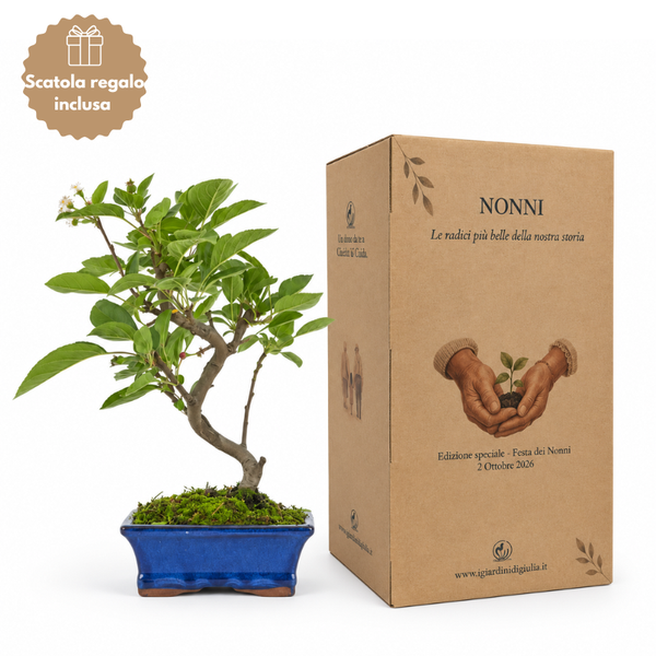 Bonsai Melo 7 anni - Collezione premium con scatola regalo
