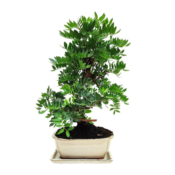 Bonsaï 12 ans Pistacia Lentiscus (Pistachier lentisque) - Collection Premium