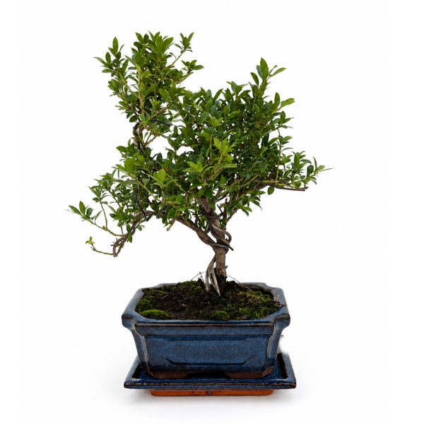 Bonsaï 7 ans Ilex microphylla - Collection Premium