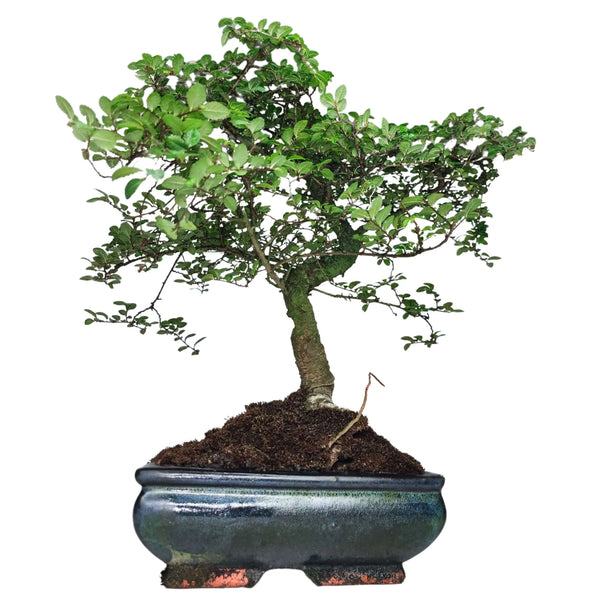 Bonsai Zelkova - Altezza Pianta 40 cm