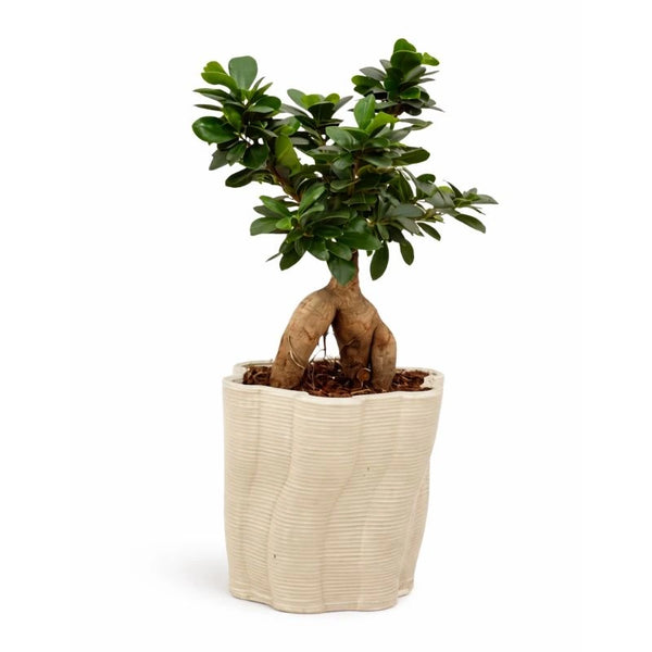 Bonsaï ficus ginseng en pot Venise en céramique artisanale