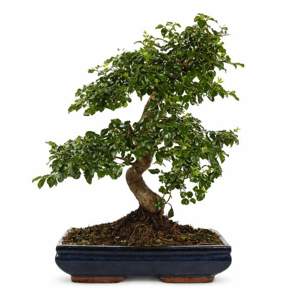 Bonsaï ligustrum en forme de S D30 H.50 cm