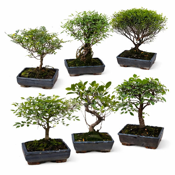 Bonsaï mix sageretia serissa D.15 H.25 cm