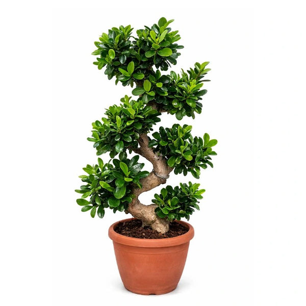 Bonsai s shape H.100 cm
