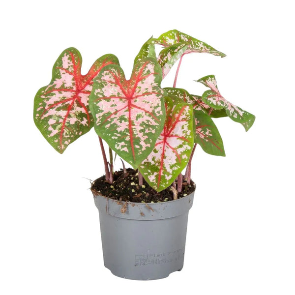 Caladium Carolyn Whorton