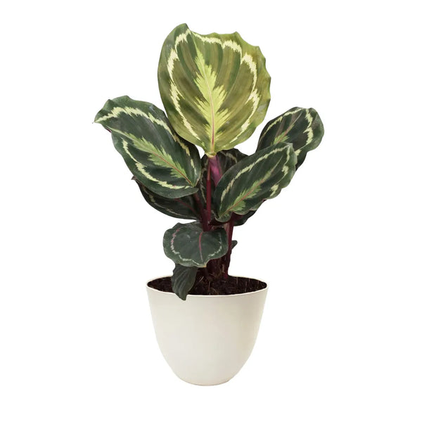 Calathea Medallion altezza 35 cm