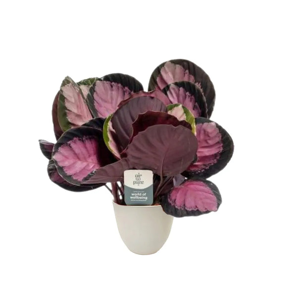 Calathea Roseopicta Pourpre H.35 cm