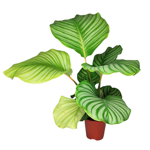 Calathea orbifolia, hauteur de la plante : 40 cm