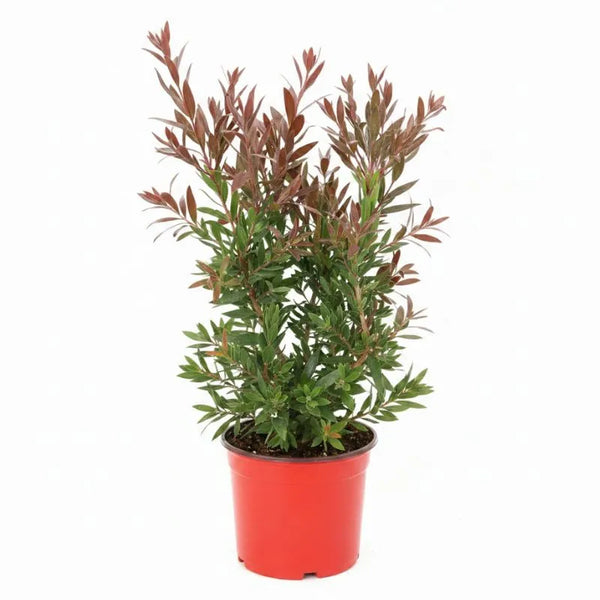 Callistemon red rocket D.18 cm